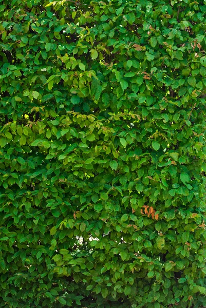 郁郁葱葱的绿色叶子的背景 — 图库照片