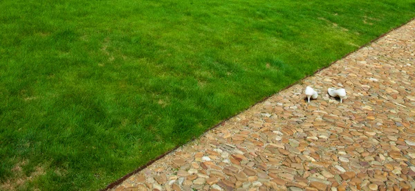 Scarpe da sposa su uno sfondo di erba verde — Foto Stock