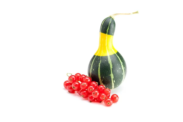 Gelb grüner Porzellan-Kürbis und rote Johannisbeere isoliert auf weiß — Stockfoto