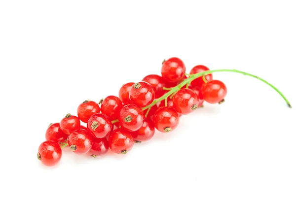 Branch of red currant isolated on white — Stock Photo, Image