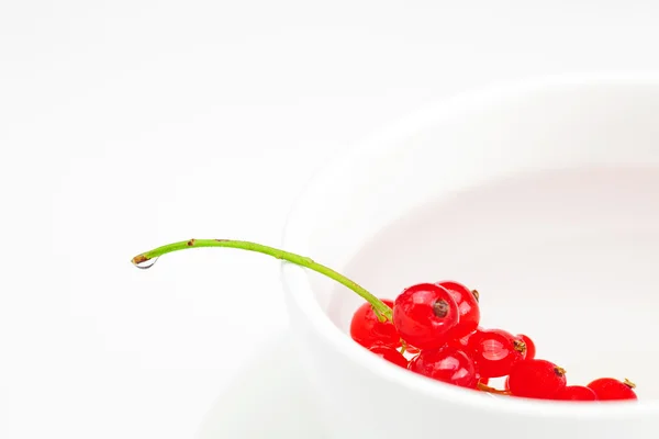 Kırmızı kuş üzümü ve bir fincan bir plaka üzerinde beyaz izole dalı — Stok fotoğraf