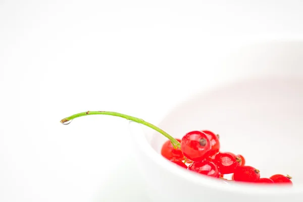 Kırmızı kuş üzümü ve bir fincan bir plaka üzerinde beyaz izole dalı — Stok fotoğraf