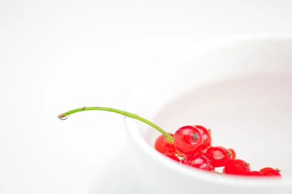 Tak van rode aalbessen en een kop met een geïsoleerd op een witte plaat — Stockfoto