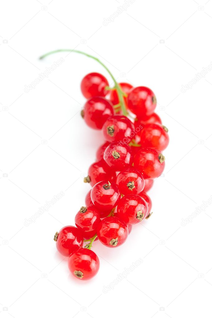 Branch of red currant isolated on white