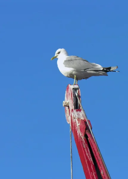 Nordic saagull on a crane — Stock Photo, Image