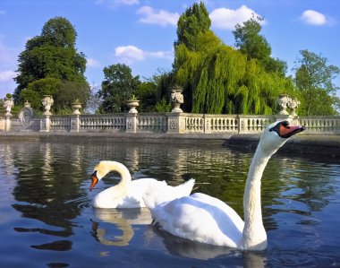 Swans in a public park clipart