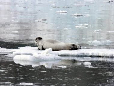 Seal on ice floes clipart