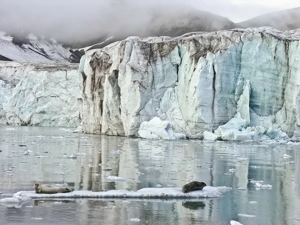 北極海のアザラシ — ストック写真