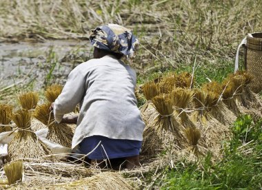 Woman working on collecting rice clipart