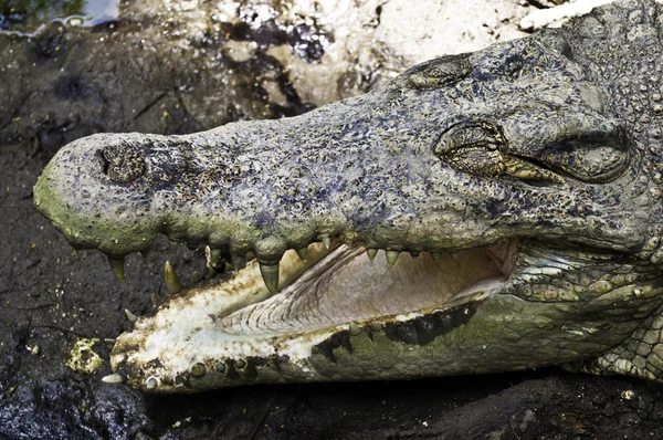Krokodil mit offenem Kiefer — Stockfoto