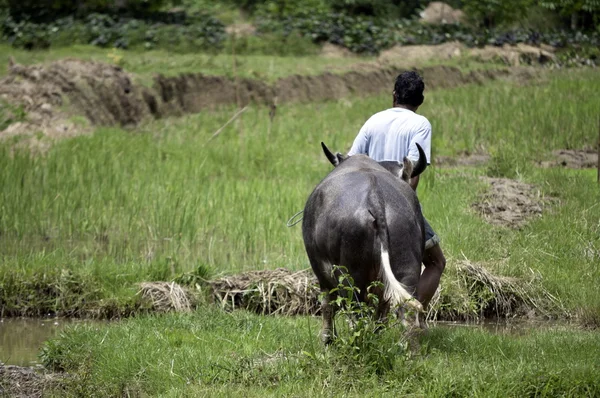Rolnik z buffalo w ryżowym polu — Zdjęcie stockowe