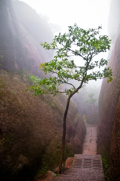 Tree in a mountain path — Stock Photo, Image