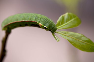 Kelebek larva