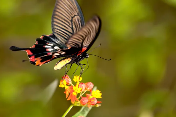 Motyle na kwiatach — Zdjęcie stockowe