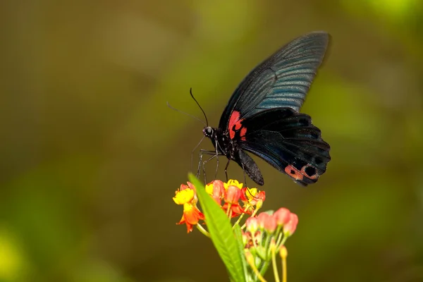 फुलांवर फुलपाखरू — स्टॉक फोटो, इमेज