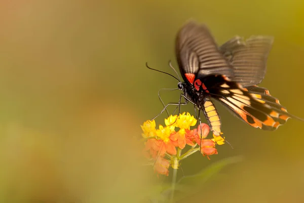 Schmetterlinge auf Blumen — Stockfoto
