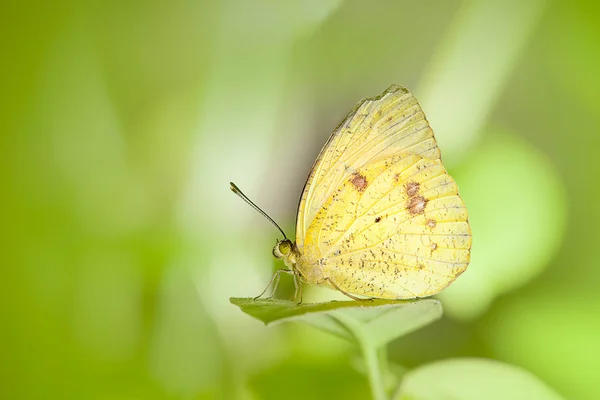 Fjärilar på bladet — Stockfoto