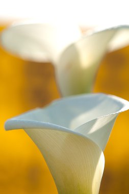 Calla lily siyah arka plan