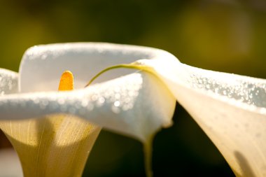 Calla lily siyah arka plan