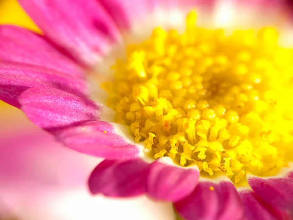 Detalj av vackra chrysanthemum för textur eller andra ändamål användning — Stockfoto
