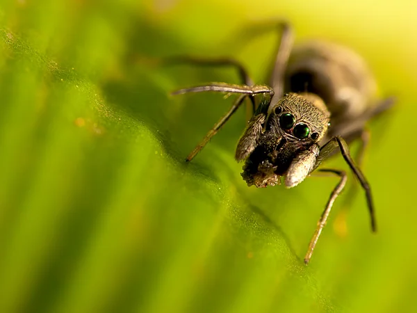 Makroaufnahme einer ameisenähnlichen springenden Spinne — Stockfoto