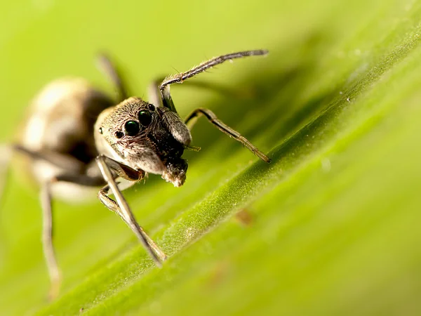 Macro shot di un ragno che salta imitare le formiche — Foto Stock