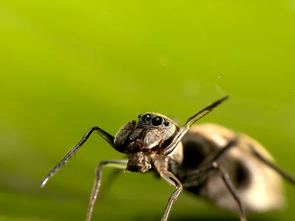 Makro mrówka naśladować pająka — Zdjęcie stockowe