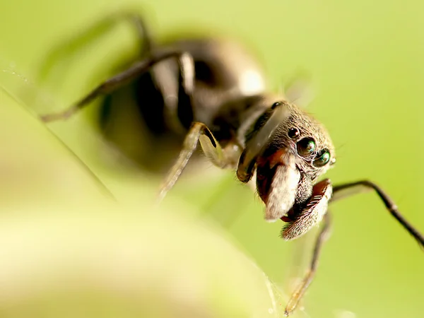 Plan macro d'une araignée sauteuse imitant une fourmi — Photo