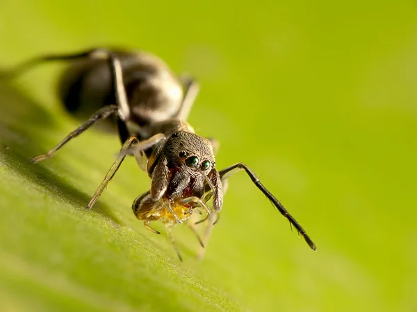 Ant 模倣ハエトリグモのマクロ撮影 — ストック写真