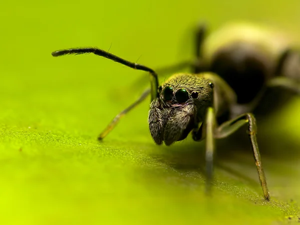 Tiro macro de una araña saltadora de hormigas mímicas — Foto de Stock
