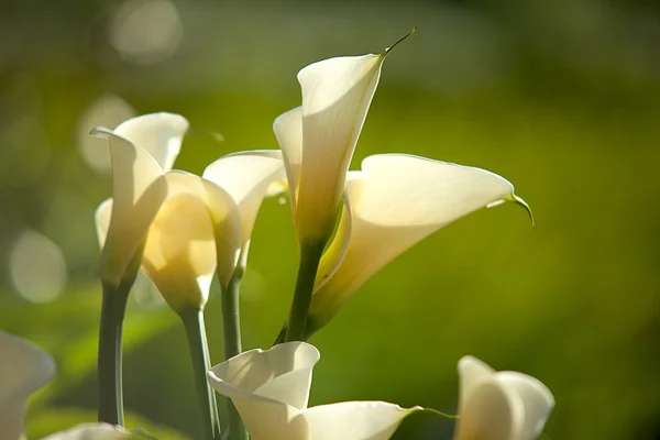 Calla lily med svart bakgrund — Stockfoto