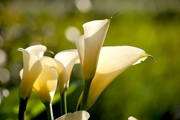Calla lily med svart bakgrund — Stockfoto