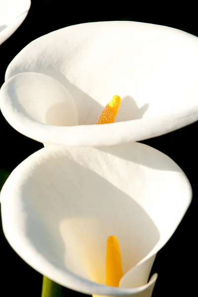 Calla lily z czarnym tłem — Zdjęcie stockowe
