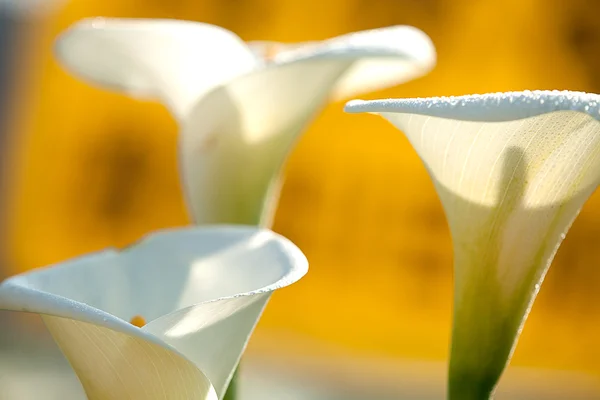 Calla lily siyah arka plan — Stok fotoğraf
