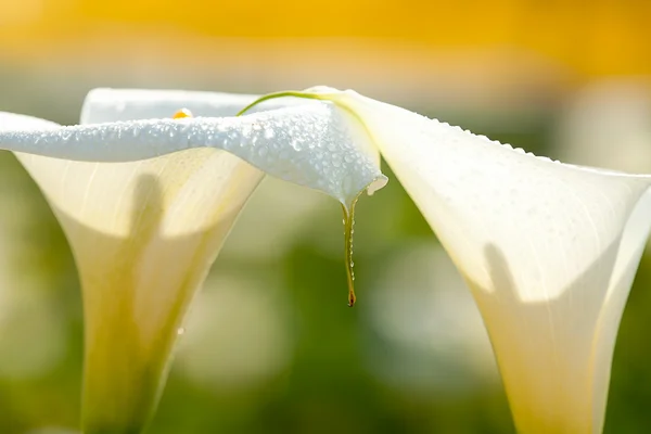 Calla lily siyah arka plan — Stok fotoğraf