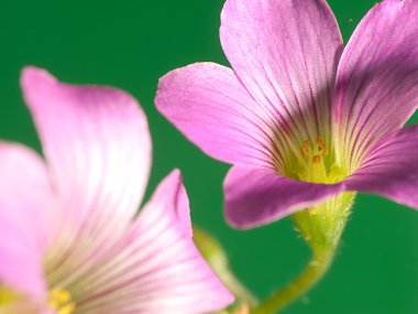 sürünen oxalis