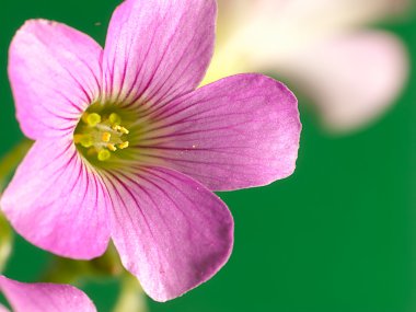 sürünen oxalis