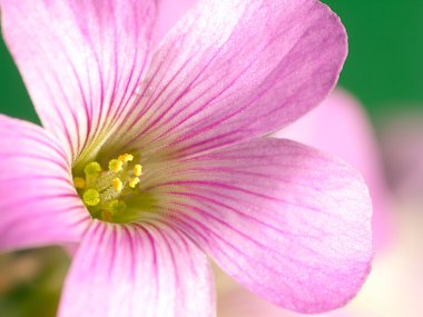 sürünen oxalis