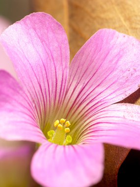 sürünen oxalis