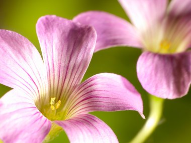 sürünen oxalis