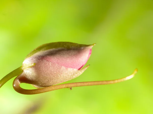 Kwiat z ładne tło kolor — Zdjęcie stockowe