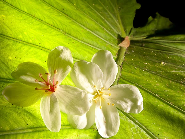Aleurites montana virág, fehér keverjük össze szép háttér — Stock Fotó