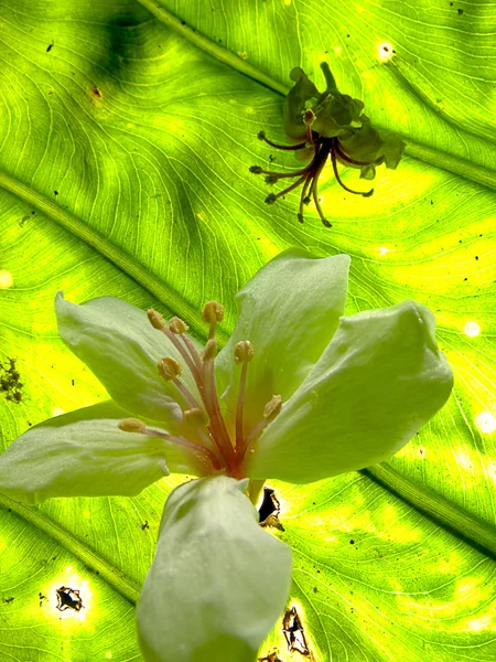 Aleurites montana květ, bílý mix s pěkným pozadím — Stock fotografie