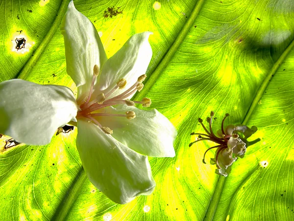Aleurites montana květ, bílý mix s pěkným pozadím — Stock fotografie