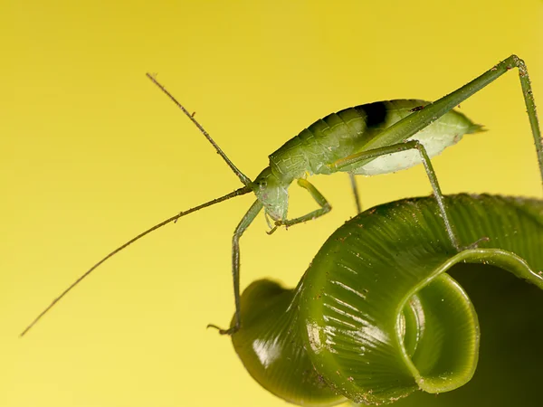 The grasshopper stands on leaf Royalty Free Stock Photos