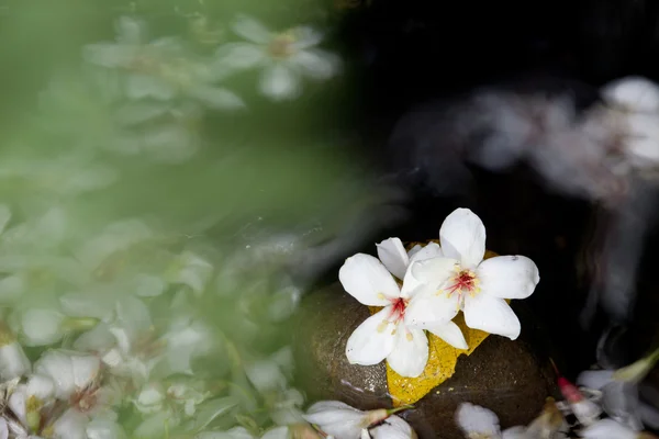 Aleurites Montana flor, mistura branca com fundo agradável — Fotografia de Stock