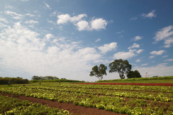 青い空を背景に黄色の菜種のフィールド — ストック写真