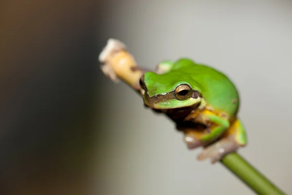 Tree frog op het blad (Hyla chinensis) — Stockfoto