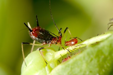 Aphid with nice background color clipart