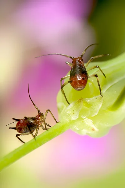 Aphid with nice background color — Stock Photo, Image